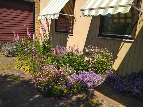 久しぶりのスウェーデンの夏の庭 北欧ガーデン Ninni S Garden