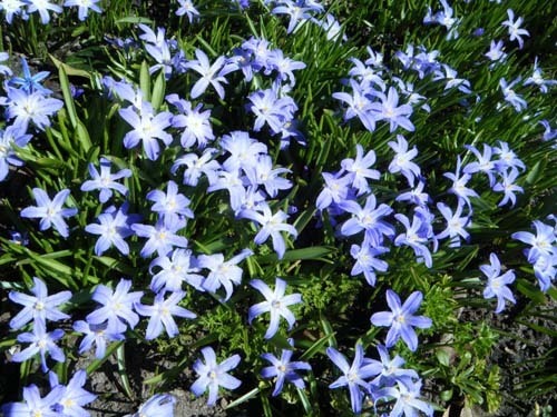 春の青い花とイースターエッグハント 北欧ガーデン Ninni S Garden